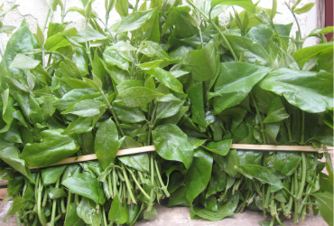 Rau ngót rừng, hoa rau ngót rừng