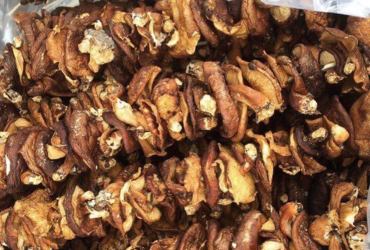 Nấm hương rừng